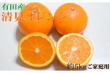 【訳あり・ご家庭用】【濃厚】有田産清見オレンジ約5kg（サイズおまかせ）【2026年2月中旬～2026年3月中旬頃順次発送】【TM151】