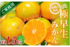 【家庭用】 森本農園の手選別 極早生みかん 約1.5kg 和歌山県産 2S~2Lサイズ混合 【北海道・沖縄・離島配送不可】【2025年10月上旬～下旬頃に順次発送】【RN1】