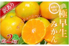 【訳あり】 森本農園の手選別 極早生みかん 約2kg 和歌山県産 2S~2Lサイズ混合 【北海道・沖縄・離島配送不可】【2025年10月上旬～下旬頃に順次発送】【RN3】
