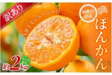 【訳あり】 森本農園の手選別 ポンカン約2kg 和歌山県産 サイズ混合 【北海道・沖縄・離島配送不可】【2026年1月上旬～2月上旬頃に順次発送】【RN13】