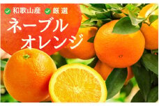 厳選 ネーブルオレンジ 約7.5kg+225g（傷み補償分） 光センサー選別 【2025年2月初旬～2025年2月末日頃 順次発送予定】【IKE40】