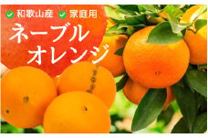 【訳あり・ご家庭用】ネーブルオレンジ 約5kg+150g（傷み補償分） 訳あり わけあり 光センサー選別 【2025年2月初旬～2025年2月末日頃 順次発送予定】【IKE42】