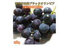 紀州有田産 ブラックオリンピア (ハチミツぶどう) 約2kg【2025年8月15日～2025年9月10日発送予定】【UT107】