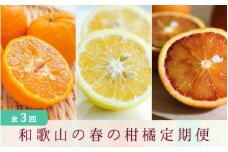 定期便全3回 【2月・3月・4月発送】 和歌山の春の柑橘 （ポンカン・はるか・ブラッドオレンジ）秀品【TM173】