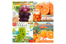 【2・8・9・12月 全4回 定期便 】紀州和歌山産旬のフルーツセット（不知火・種なし巨峰・シャインマスカット・みかん）【UT123】