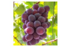 和歌山のピオーネ 約2.5kg(3～5房) 【2025年8月下旬～9月下旬頃発送予定】 | 先行予約 ぶどう 葡萄 果物 フルーツ 甘い【MS102】