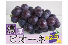 種なしピオーネ＜約 2.5kg＞【2025年8月下旬～9月中旬頃発送予定】