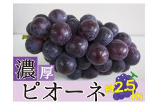 種なしピオーネ＜約 2.5kg＞【2025年8月下旬～9月中旬頃発送予定】