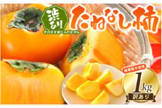 【訳あり・ご家庭用】柿農園「渋柿隊」が直送 たねなし柿「渋あり」訳あり 約1kg【9月下旬～11月上旬頃順次発送】