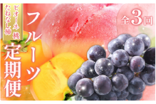 受付終了まで残り僅か！【全3回 】かつらぎ町産 フルーツ定期便（桃・ピオーネ・たねなし柿）フルーツ王国よりお届け♪ / もも ピオーネ ぶどう 種無し  たねなし 柿 フルーツ 果物 定期便 セット 和歌山 旬 甘い 先行予約 2025