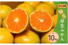 【ご家庭用】 【農家直送】甘くて濃厚！希少品種 ご家庭用 ゆら早生みかん  約10kg サイズ混合  有機質肥料100% 【2025年10月上旬～10月下旬頃順次発送予定（お届け日指定不可）】【CE-nuk110B】
