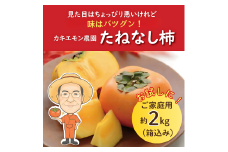 お試しに！【訳あり・ご家庭用】たねなし柿 約2kg(箱込)  カキエモン農園【2025年9月下旬～10月末頃順次発送】/ 柿 たねなし カキ 訳あり ご家庭用 2kg 和歌山県 かつらぎ町 産地直送 農家直送