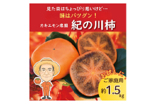 お試しに！【ご家庭用】紀の川柿 約1.5kg カキエモン農園 【2025年10月中旬～11月中旬頃順次発送】/ 和歌山県 かつらぎ町 果物 くだもの フルーツ 柿 かき 和歌山 人気 送料無料