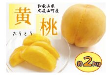 和歌山の黄桃(黄貴妃) 約2kg 【濃厚】 先行予約【2025年9月上旬～中旬発送】/ 桃 黄桃 フルーツ 果物 9月 甘い ジューシー もも 和歌山