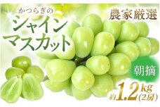 先行予約！ 朝摘み シャインマスカット 秀品  2房（約1.2kg）こだわり農家厳選！【2026年8月末から9月末順次発送予定】/ フルーツ ぶどう ブドウ 葡萄 マスカット 和歌山県 かつらぎ町 ジューシー 厳選 産地直送 果物