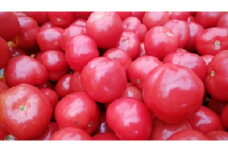 ◇【数量限定】さくらんぼトマト 200g×4P