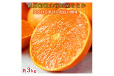 紀州有田産せとか約3kg　とろける食感！ジューシー柑橘［2026年2月下旬以降発送］［先行予約］［UT03］