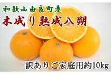 ［産直］和歌山由良町産の木成り熟成八朔訳ありご家庭用約10kg（サイズ混合）★2026年3月中旬頃より順次発送［TM134］