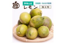 ＜9月より発送＞ 加工用 黒潮 レモン 5kg+150g（傷み補償分） 和歌山有田産 防腐剤・WAX不使用 安心の国産レモン 訳あり わけあり レモン 果汁用［IKE80］
