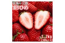 ＜1月より発送＞ 朝摘み 完熟 まりひめ約1.2kg（300g前後×4トレイ）和歌山 いちご［IKE97］