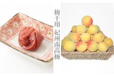 ［梅干・梅酒用］（2LまたはL－10Kg）熟南高梅＜2026年6月上旬～7月7日発送予定＞フルーツ 果物 くだもの 食品 人気 おすすめ 送料無料［ART03］