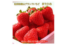 紀州和歌山ブランドいちご「まりひめ」約250g×4P 【2026年3月上旬頃～2026年3月下旬頃に順次発送】【UT39】