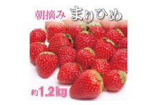 ＜１月より発送＞ 朝摘み 毬姫 約1.2kg（300g前後×4P）【和歌山ブランド苺まりひめ】【こだわりの土耕栽培のいちごを農家直送】［IKE99］