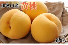 人気 和歌山県産 黄桃（つきあかり、ゆめおうみ）約2kg【数量限定】 ★2025年7月中旬～8月上旬頃順次発送★【TM177】