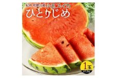 紀州和歌山産 小玉スイカ「ひとりじめ」 1玉【2026年6月中旬頃～2026年7月上旬頃に順次発送】【UT85】