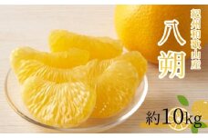 八朔（はっさく）約10kg　紀州和歌山 かつらぎ産【2026年2月上旬頃～2026年2月下旬頃に順次発送】【UT19】