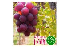 巨峰ぶどう約2kg　紀州和歌山産【2025年8月下旬以降発送予定】【UT88】