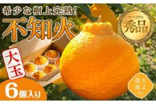 不知火 希少な樹上完熟！ 秀品大玉 6個入 (約2kg)　【2026年2月下旬頃～4月中旬頃まで発送】【KT2】
