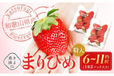 特大まりひめイチゴ 朝摘 6個～11個入×2パック［2026年1月中旬頃より発送］［先行予約］［KT3］