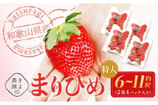 特大まりひめイチゴ 朝摘 6個～11個入×4パック［2026年1月中旬頃より発送］［先行予約］［KT4］