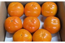 富有柿の新品種「紀州てまり」約7.5kg（22玉～32玉おまかせ）★2025年11月上旬頃より順次発送［TM87］