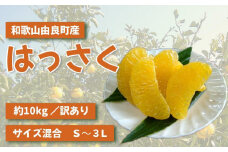 和歌山由良町産はっさく 約10kg サイズ混合 【訳あり ご家庭用 キズあり】 【SL42】
