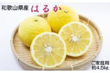 ［さわやか柑橘］和歌山県産はるかみかん約4.5kg（サイズ混合　ご家庭用）★2026年2月下旬頃より順次発送［TM161］