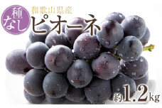 【新鮮・産直】和歌山かつらぎ町産たねなしピオーネ約1.2kg★2025年8月中旬頃より順次発送【TM126】