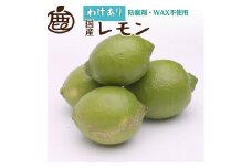 家庭用 レモン5kg+250g（傷み補償分）【和歌山有田産】【防腐剤・WAX不使用、安心の国産レモン】【わけあり・訳ありレモン】［IKE126］