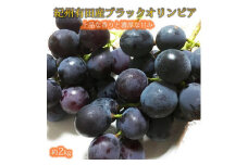 紀州有田産 ブラックオリンピア (ハチミツぶどう) 約2kg 【UT107】