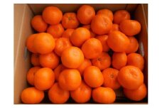 紀州有田みかん　秀品　約10kg　サイズおまかせ（Ｌ・M・S）いずれかお届け［SL43］