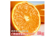 ［ご家庭用訳あり］紀州有田産清見オレンジ 約5kg［2026年3月下旬以降発送］［先行予約］［UT132］