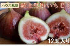［ハウス栽培］和歌山県産 樹上完熟 いちじく 12玉入り ★2025年8月より順次発送 ［TM207］