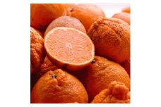 ［先行予約］家庭用 不知火10kg+250g（傷み補償分）［デコポンと同品種・人気の春みかん］［わけあり・訳あり］［IKE254］