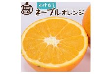 ［先行予約］家庭用 ネーブルオレンジ2.5kg+250g（傷み補償分）［光センサー選別］［柑橘・ジュース］［訳あり］［IKE41］