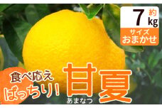 ZP6110_食べ応えばっちり！ 甘夏 7kg