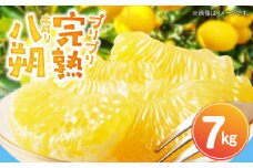 ZP6109_完熟！木成り 八朔 7kg