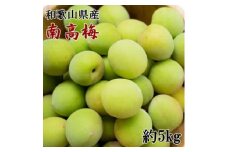 ZD6712_【2026年先行予約】【和歌山名産】南高梅　約5kg（サイズ混合）