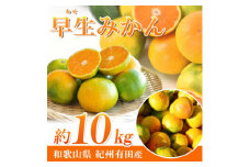 G7098_ 【2025年先行予約】紀州和歌山有田産 ゆら早生みかん 10kg【ミカン 蜜柑 柑橘 温州みかん わせみかん】