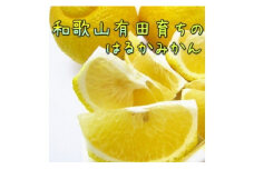 AB7100n_【人気柑橘】有田育ちの はるか みかん 【訳あり 家庭用】 10kg (サイズ混合)【ミカン 蜜柑 春みかん 柑橘 和歌山 有田 日向夏】